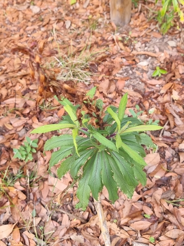 Digitalis chalcantha, photograph 5