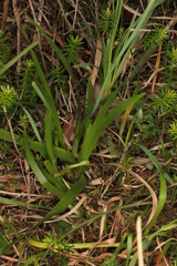 Tofieldia calyculata