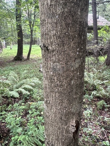 Acer mandshuricum, photograph 4