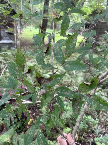 Acer mandshuricum, photograph 3