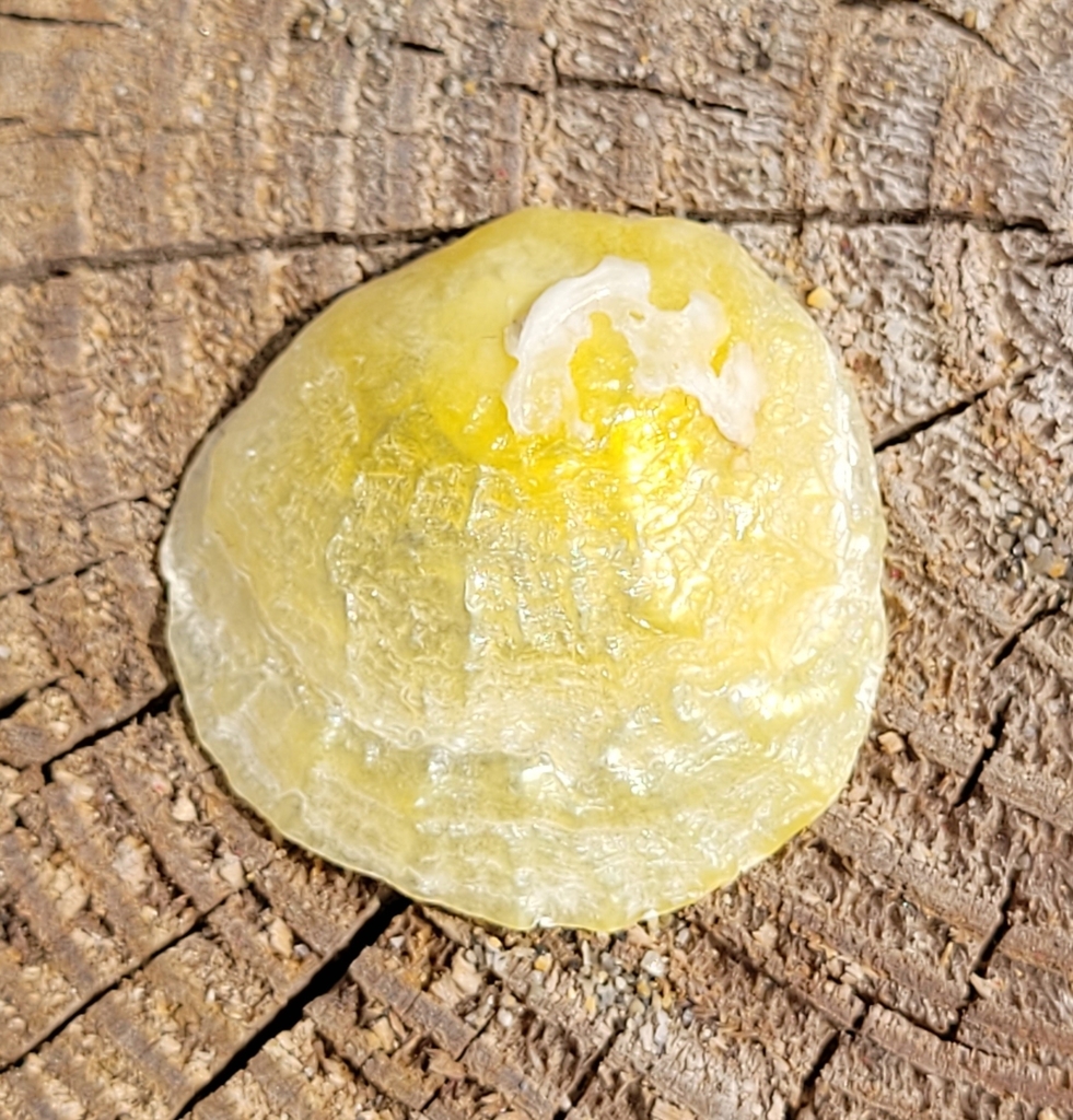 Anomia ephippium