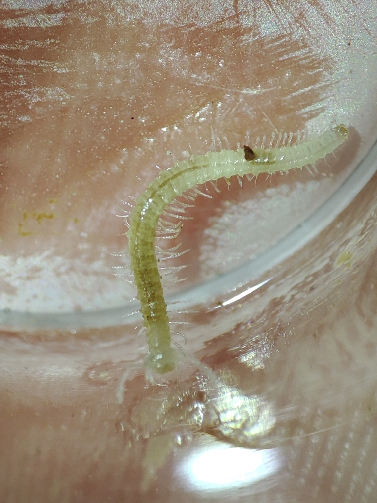 Scutogoninae