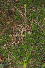 Tofieldia calyculata