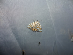 Pityeja histrionaria