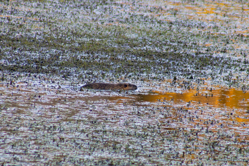 Coypu