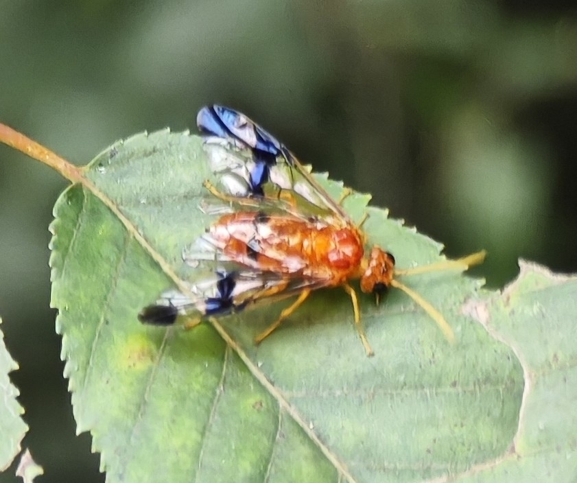 Conaspidia wangi