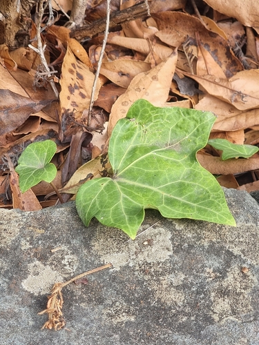 Image of Hedera canariensis by (c) Vítor Jorge, some rights reserved (CC BY)
