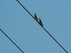Stelgidopteryx serripennis ridgwayi