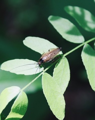 Ectobius lapponicus