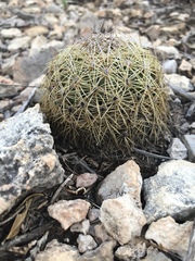 Coryphantha delicata