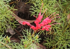 Grevillea wilsonii