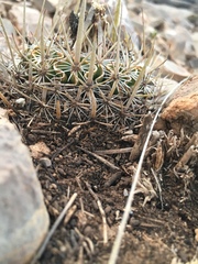 Echinofossulocactus lloydii