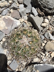 Coryphantha delicata