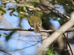 Rhynchocyclus brevirostris