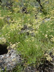 Lomatium triternatum triternatum