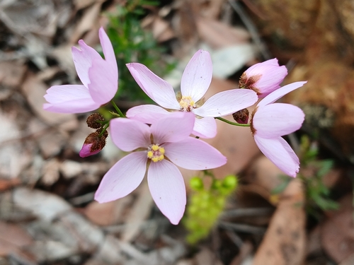 Drosera marchantii (Drosera marchantii)