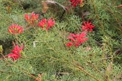 Grevillea wilsonii