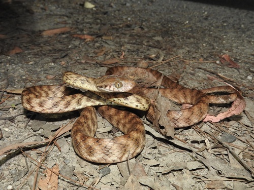 Brown Tree Snake sighting