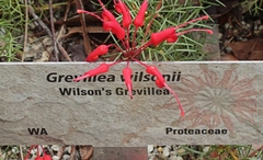 Grevillea wilsonii