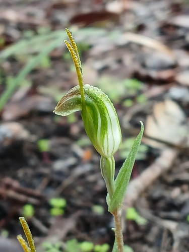 red sepaled snail orchid (Pterostylis erubescens)
