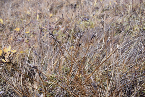 Image of Bigelow's Sedge (Carex bigelowii) by (c) Сергей Крыленко, some rights reserved (CC BY)