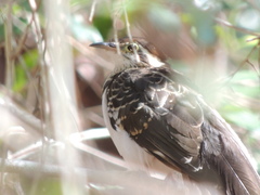 Dromococcyx phasianellus