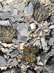 Echinofossulocactus lloydii