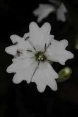 Heliosperma alpestre