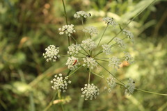 Oenantheae