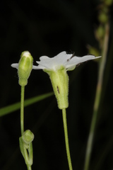 Heliosperma alpestre