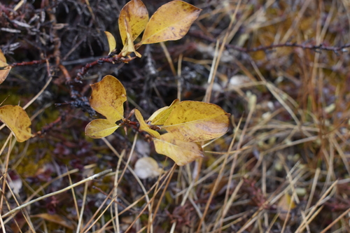 Tealeaf Willow (Salix pulchra)