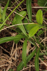 Heliosperma alpestre