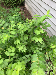 Lonicera maackii