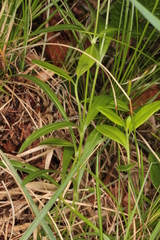 Heliosperma alpestre