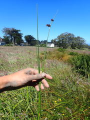 Juncus phaeocephalus
