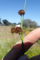 Juncus phaeocephalus