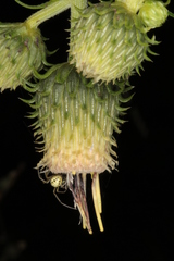 Cirsium erisithales