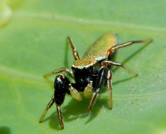 Sassacus barbipes