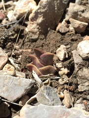 Callisia navicularis