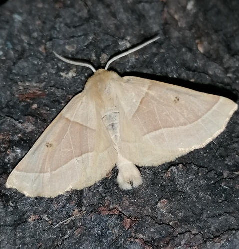Scalloped Oak photo 2