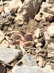 Callisia navicularis