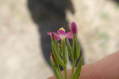 Zeltnera muehlenbergii