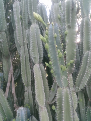 Cereus hexagonus