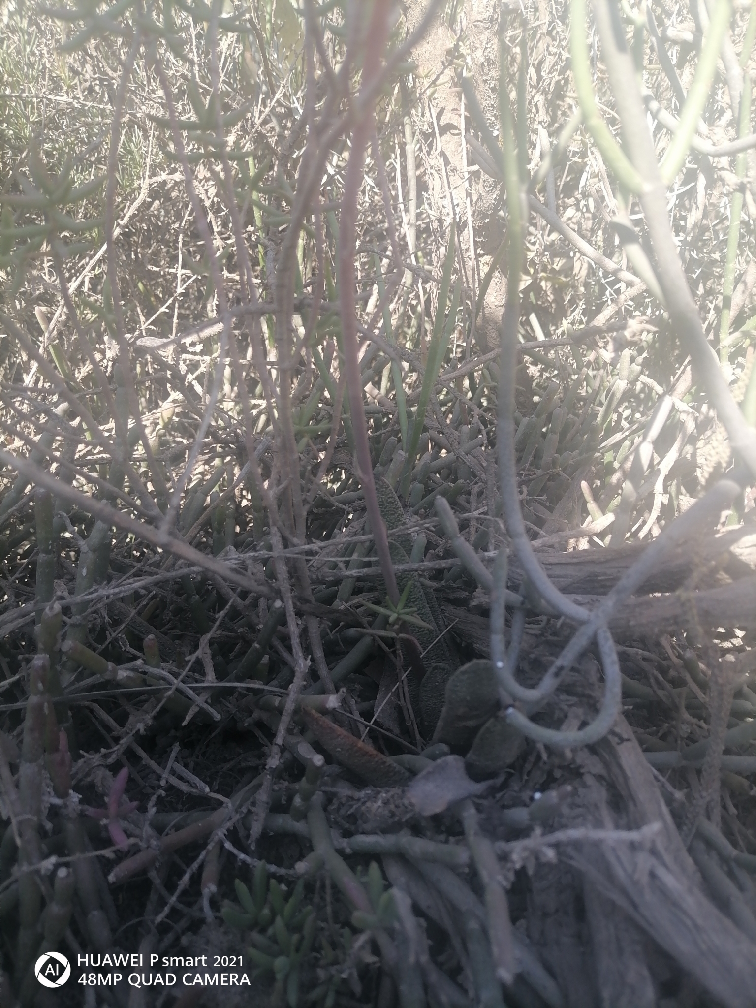 Imagem de Gasteria