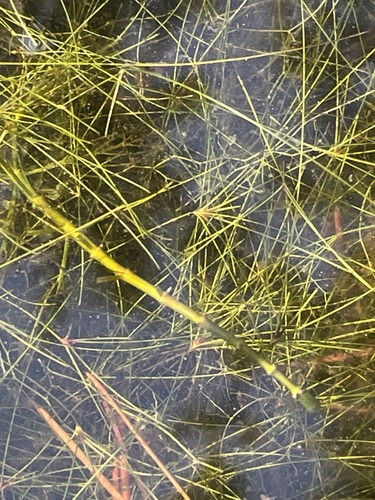 Image of Eleocharis microcarpa by no rights reserved