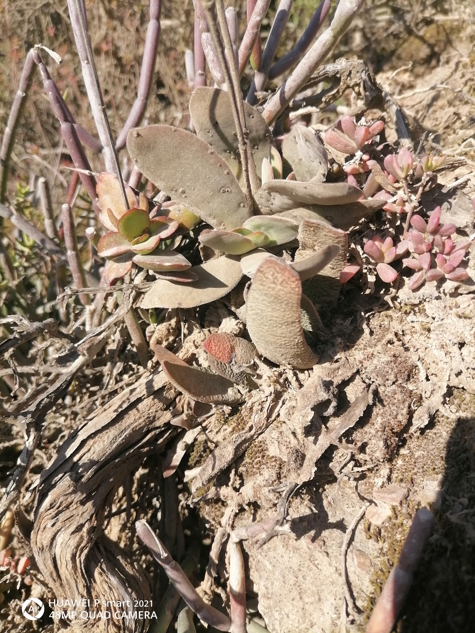 Imagem de Gasteria