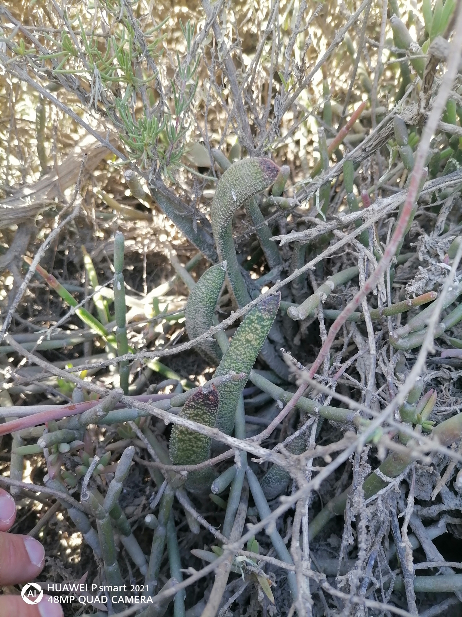 Imagem de Gasteria