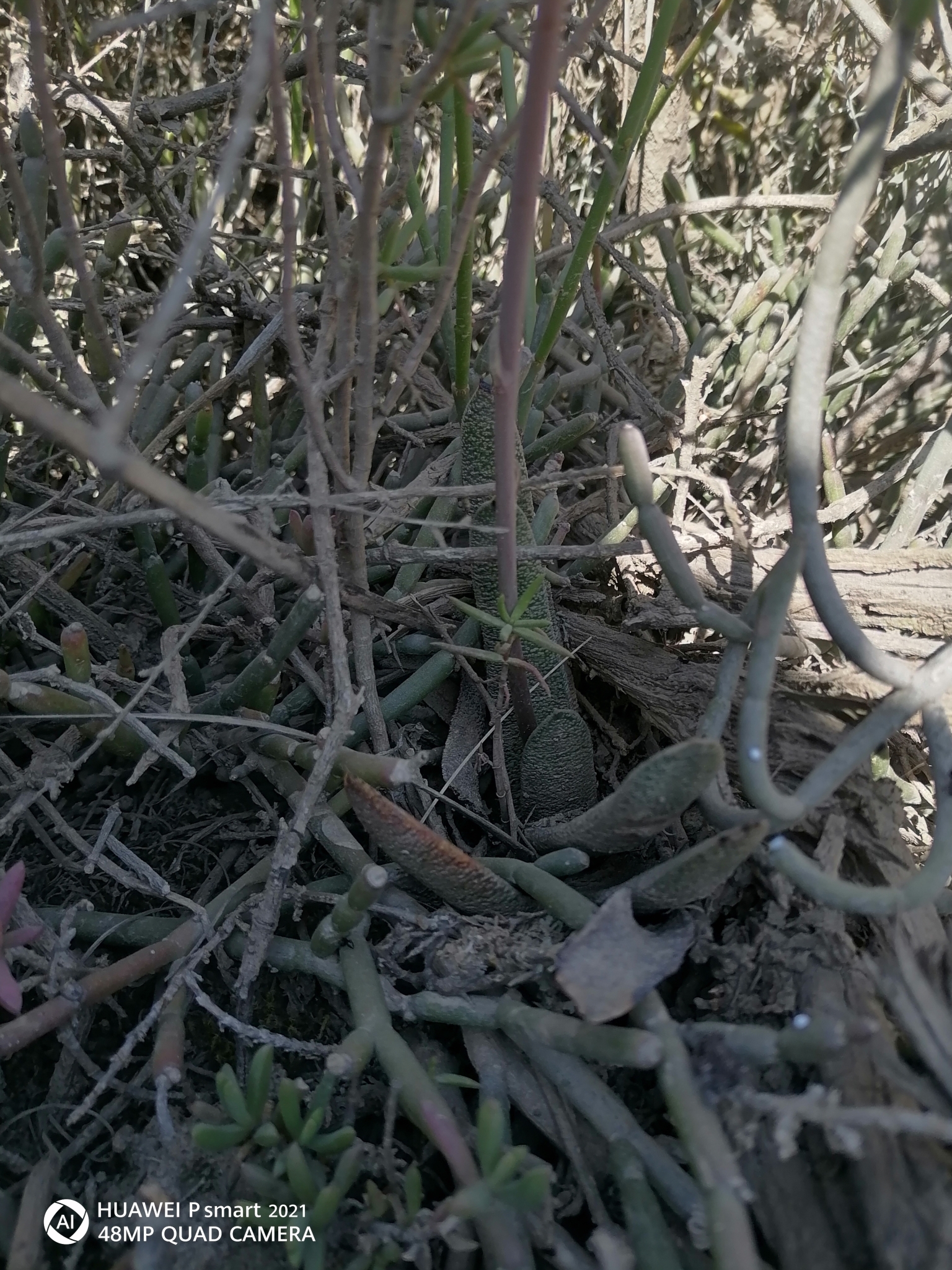 Imagem de Gasteria