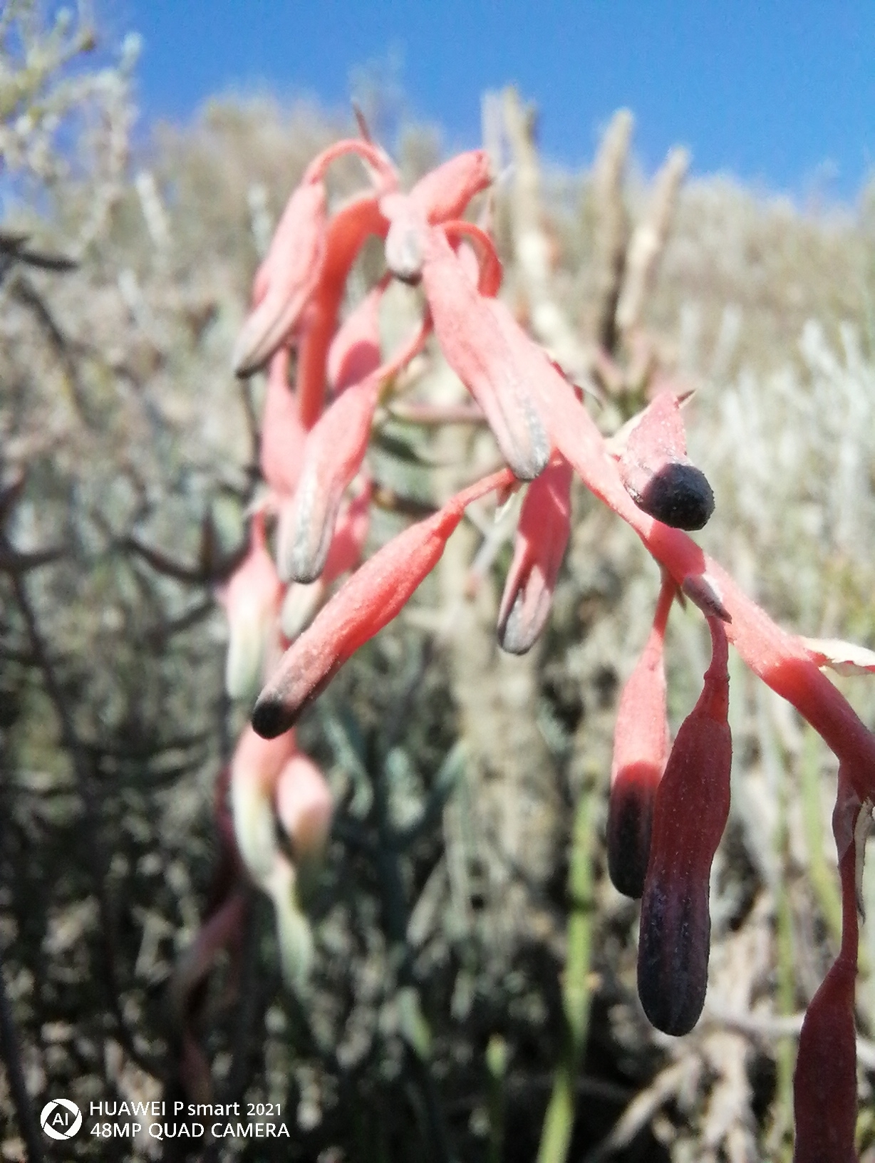 Imagem de Gasteria