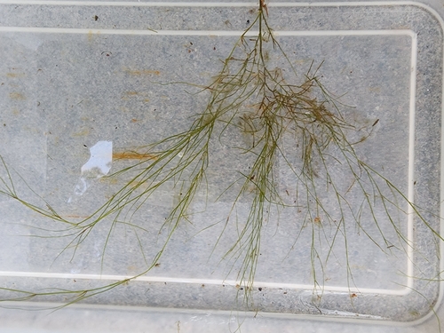 Algae-like Pondweed (Potamogeton confervoides)
